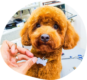 Choosing The Right Tools For Dog Grooming
